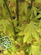 Acer palmatum ´Katsura´ 