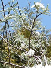 Pyrus salicifolia ´Pendula´
