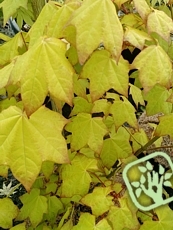 Acer cappadocicum ´Aureum
