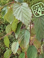 Davidia invoculata