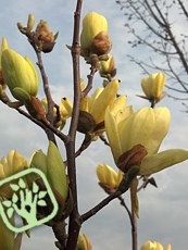 Magnolia x brooklynensis´ Yellow Bird´