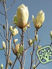 Magnolia ´Yellow Lantern´