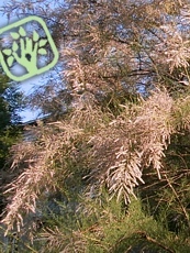 Tamarix parviflora