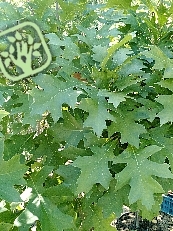 Quercus palustris ´Green Dwarf´