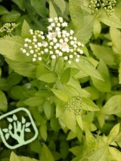 Spiraea japonica ‘White Gold’