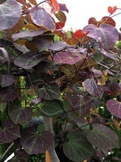 Cercis canadensis´Ruby Falls´