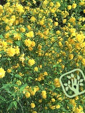 Kerria japonica ‘Pleniflora’ 