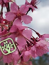 Prunus campanulata ´Superba´