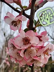 Chaenomeles cathayensis