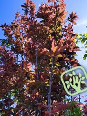 Prunus cerasifera ´Nigra´