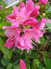 Rhododendron x hybrida ´Cosmopolitan´