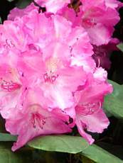 Rhododendron x hybrida ´Lumina´