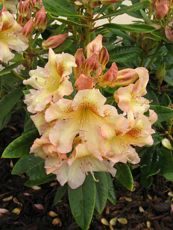Rhododendron x hybrida ´Bernstein´