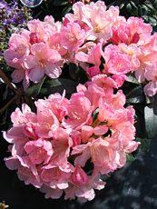 Rhododendron x hybrida ´Princess Ann´