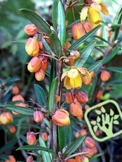 Berberis linearifolia ´Orange King´