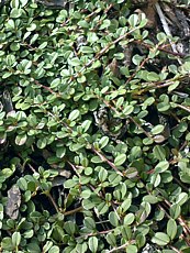 Cotoneaster buxifolia ’Nana’