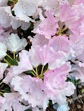 Rhododendron yakushimanum´Silberwolke´