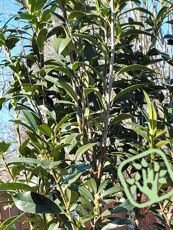 Prunus laurocerasus ´Etna´