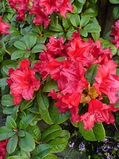 Rhododendron x hybrida ´Elizabeth´