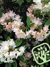 Rhododendron x hybrida ´Mother of Pearl´