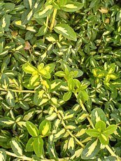 Euonymus fortunei ‘Blondy Interbow’ 
