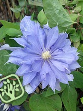 Clematis x hybrida ´Countess of Lovelace´ 