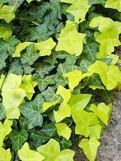 Hedera helix ´Buttercup´