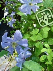 Clematis viticella ´Prince Charles´