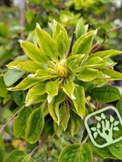 Clematis x hybrida ´Green Passion´