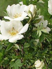 Rosa pinpinellifolia
