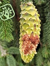 Leptoglossus occidentalis