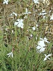 Dianthus arenarius 