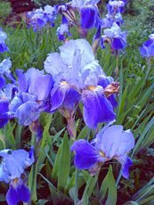 Iris x hybrida ´River Hawk´
