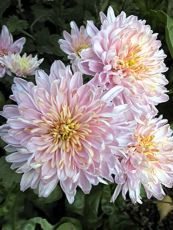Chrysanthemum x grandiflorum 