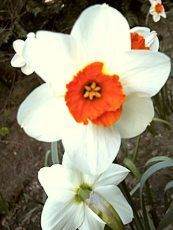 Narcissus hybridus ´Barrett Browning´ 