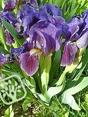 Iris x pumila
