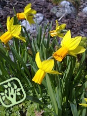 Narcissus hybridus ´Itzim´ 