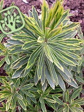 Euphorbia x martinii ´Ascot Rainbow´