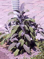 Salvia officinalis ´Purpurescens´