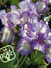 Iris x pumila ´Petite Polka