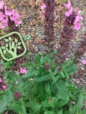 Salvia nemorosa ‘Sensation Rose’