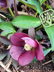 Helleborus orientalis ´White Spotted´