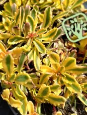 Sedum kamtchaticum 