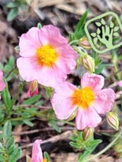 Helianthemum hybridum ´Wisley Pink´