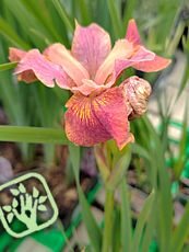 Iris sibirica ´Perry´s Blue´