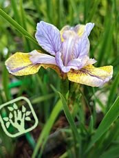 Iris sibirica ´Perry´s Blue´