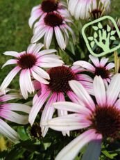 Echinacea purpurea 'Prairie Splendor' 