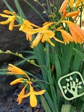 Crocus speciosus´Tricolor´