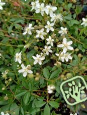 Potentilla neumanniana