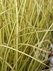 Carex brunnea ´Jenneke´